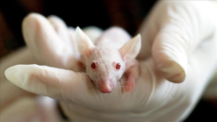 Генное редактирование CRISPR открывает возможность для омоложения стволовых клеток мозга
