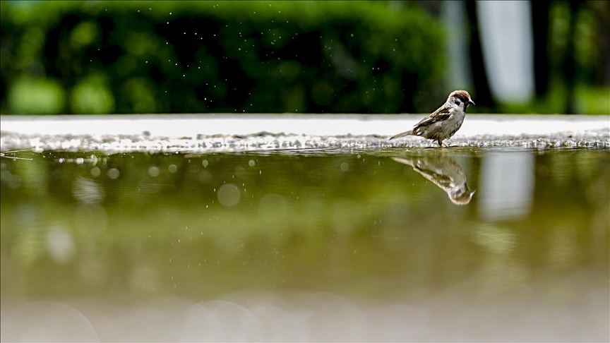 Environmental degradation, habitat changes threaten sparrows in Japan