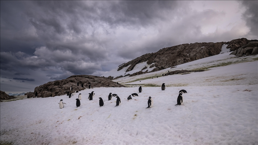 Australia plans to expand Antarctic marine park to protect over half of its oceans