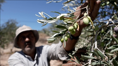 Filistinli çiftçiler, topraklarını gasbeden İsraillilerin saldırıları nedeniyle zeytin hasadını yapamıyor