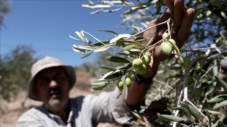 Besieged Palestinian farmers unable to harvest olives
