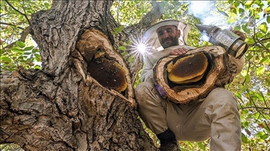 لە پارێزگای وان هەنگەوانان چەندین کیلۆمەتر دەبڕن بۆ گەیشتن بە هەنگوینی سروشتی شاخ