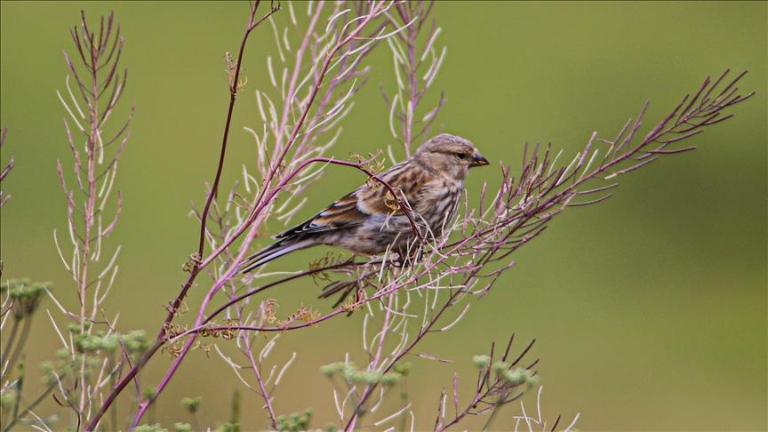 China launches campaign to protect migratory birds