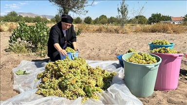 بجهود نسائية.. رحلة دبس العنب للموائد تبدأ بقيصري التركية 