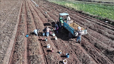 Patates ekim alanının 173 bin dekara ulaştığı Kayseri'de hummalı hasat mesaisi