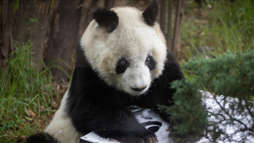 China sends two giant pandas to Washington in fresh 'panda diplomacy'