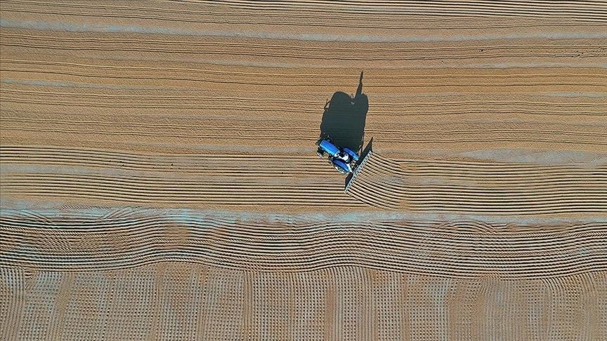 Yields of drought-resistant crops on decline: Experts