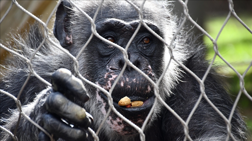 Mimi the 62-year-old 'grandma' chimp enjoys retirement in North Macedonia