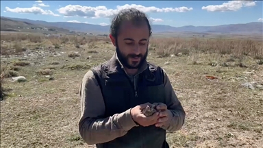 Erzurum'da bitkin bulunan bıldırcın tedavisinin ardından doğaya bırakıldı