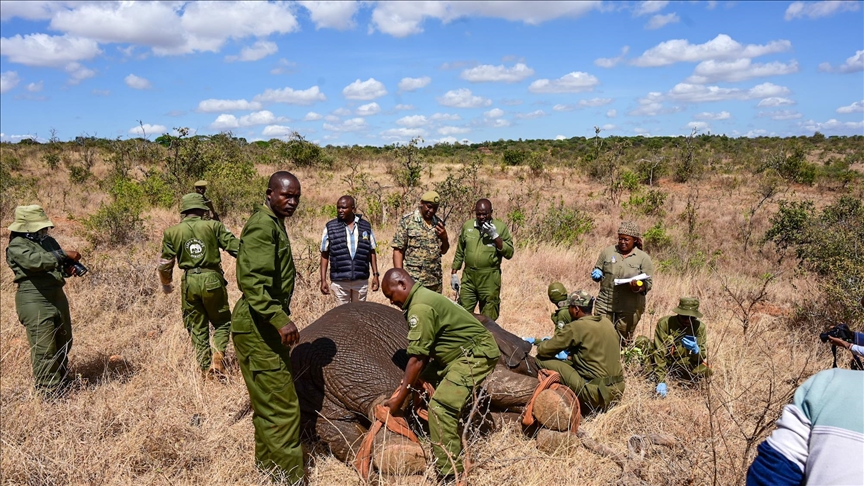 Mammoth move: Kenya transferring dozens of elephants to quell human-wildlife conflict