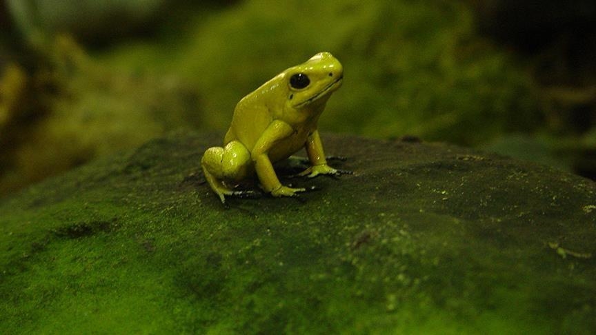 Zbulohen 7 specie të reja bretkosash në Madagaskar