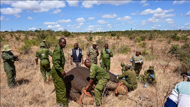 Mammoth move: Kenya transferring dozens of elephants to quell human-wildlife conflict