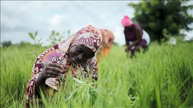 Journée mondiale de l'alimentation : la FAO lance un projet pour optimiser la culture du Fonio au Ghana