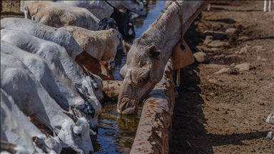 Severe drought in southern Africa leaves 15M people in urgent need of food aid