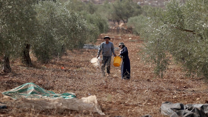 Zeytin hasadı yapan Filistinli çiftçiler "Feza" kampanyasıyla topraklarını gasbeden İsraillilere direniyor