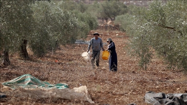 Zeytin hasadı yapan Filistinli çiftçiler "Feza" kampanyasıyla topraklarını gasbeden İsraillilere direniyor