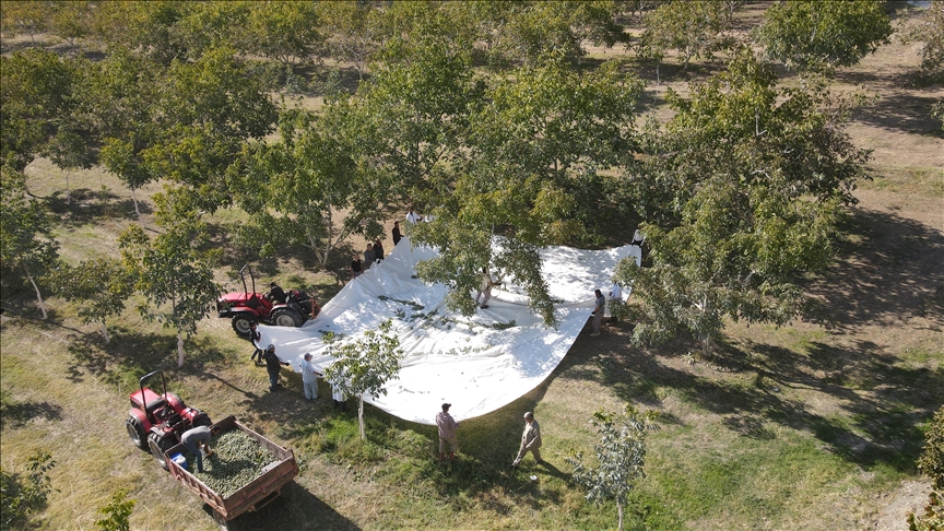 Erzincan'da çorak arazileri diktiği 35 bin ceviz fidanıyla yeşertti