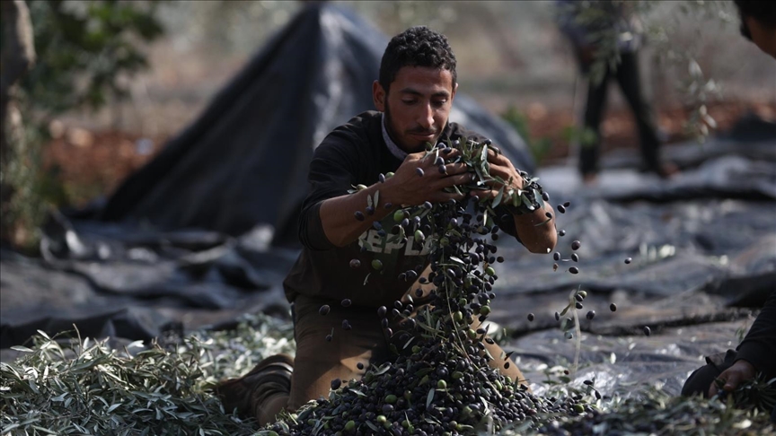 Foreign activist injured by Israeli forces while harvesting olives in West Bank