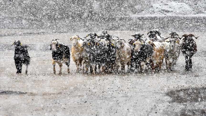 Kars'ta kar yağışı besicilere zor anlar yaşattı