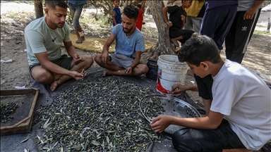 War has destroyed 75% of olive trees in Gaza: Palestinian authorities