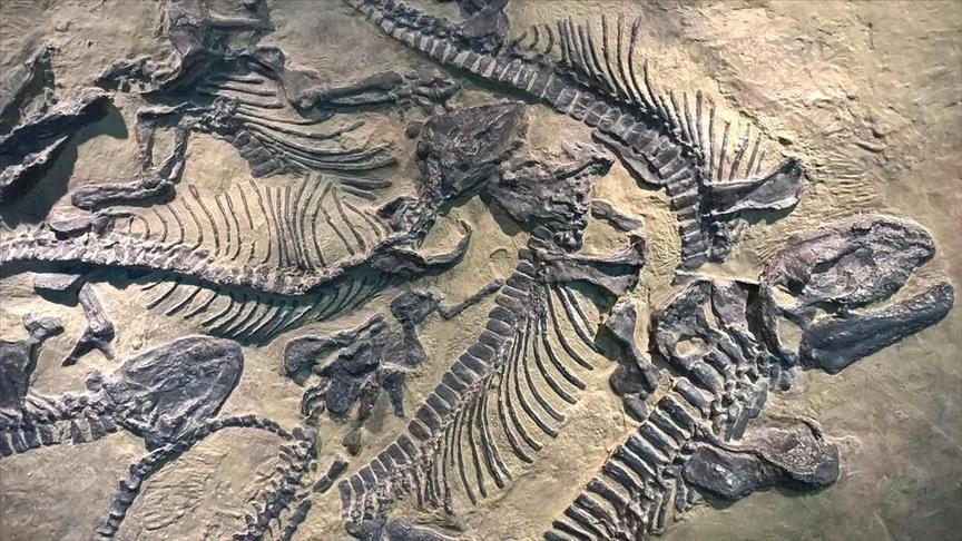 In a first, dinosaur fossils found in Hong Kong