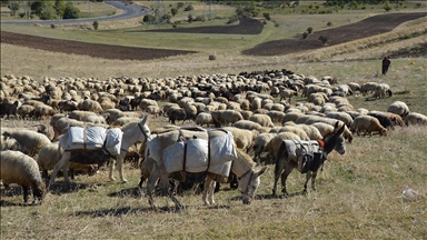 Muş'ta göçerler havanın soğumasıyla dönüş yolculuğuna başladı