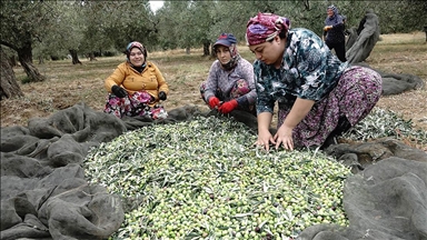 Zeytin üreticileri yağmur bekliyor