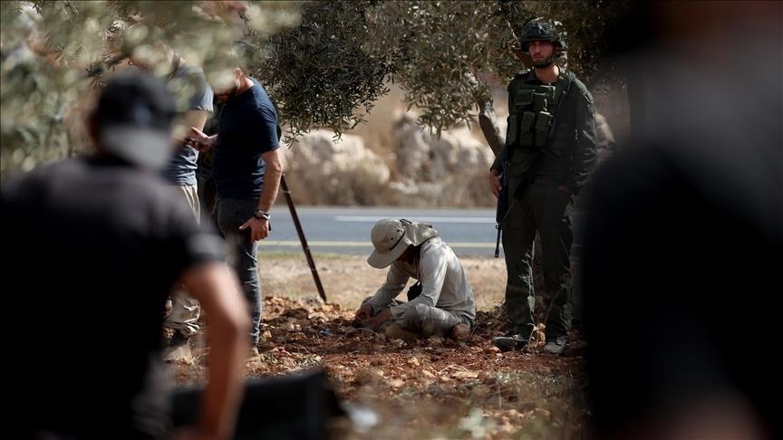 Illegal Israeli settlers uproot hundreds of centuries-old olive trees in northern West Bank