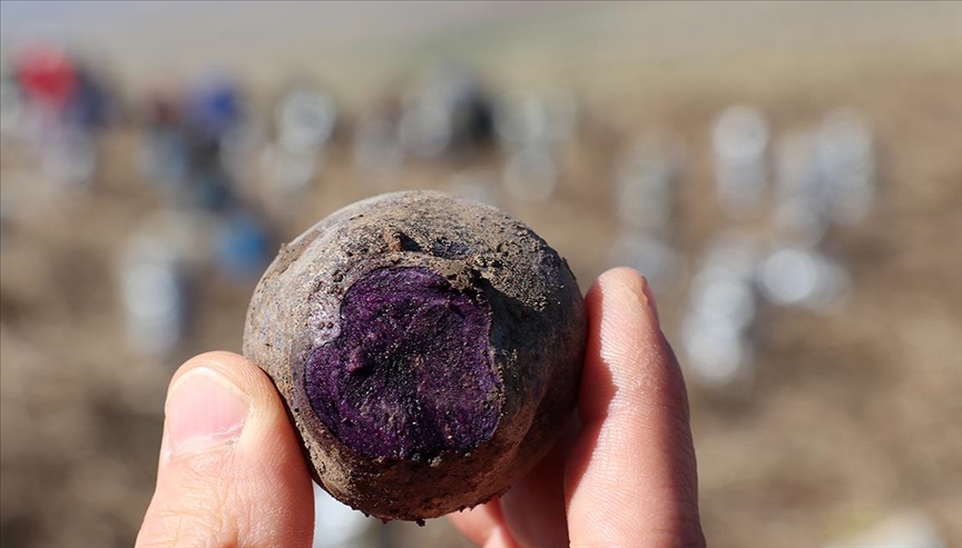 Pasinler Ovası'nın yeni ürünü mor patates oldu 