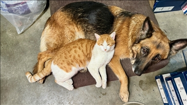 Oto servisinde beslenen kedi ve köpek sıkı dost oldu