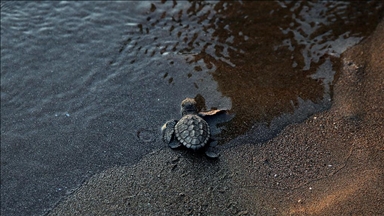 İztuzu Sahili'nde bu yıl yaklaşık 44 bin caretta caretta mavi sularla buluştu