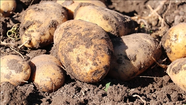 Erzurum'da patates üreticileri, emeklerinin karşılığı için lisanslı depo kurulmasını istiyor