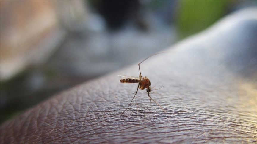 Sıtma, sarıhumma ve Zika ile mücadelede erkek sivrisineklerin duyma yetisini kaybetmesi etkili olabilir