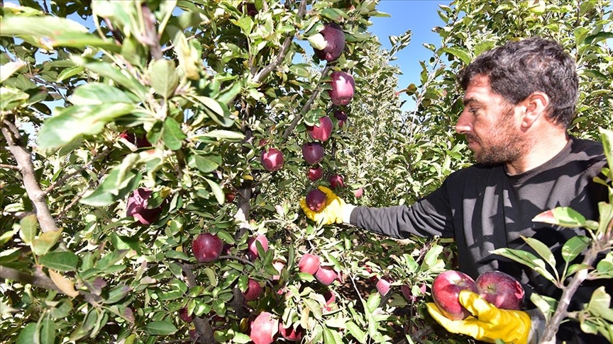 Devletten aldığı destekle kurduğu bahçede 200 ton elma üretti