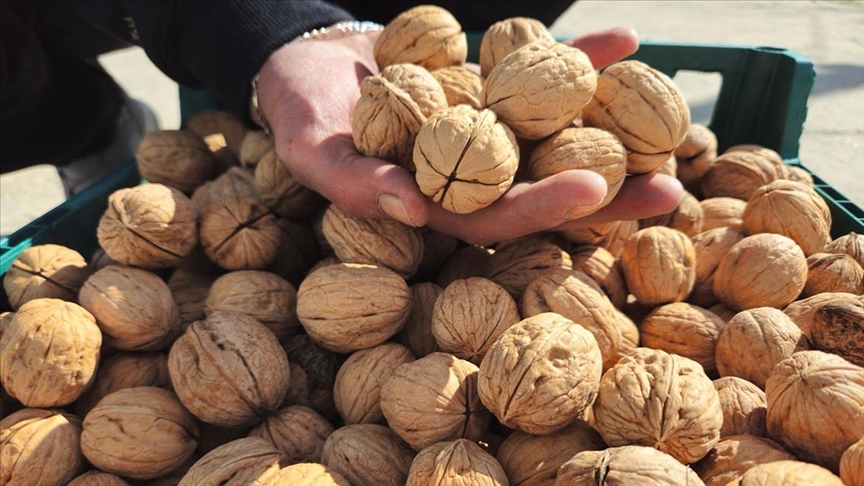 Geç hasat edilen tescilli "Kaman Cevizi"nde üreticiler kalite ve talepten memnun