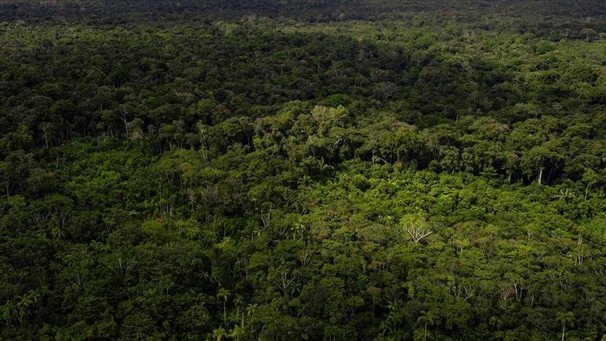 Deforestation in Brazilian Amazon falls 31% from previous year