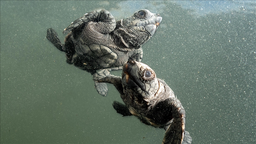 ‘Losing more every day’: Race to save endangered sea turtles in Kenya