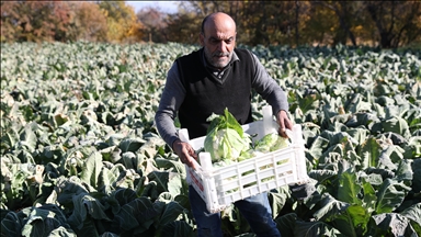 Erzincanlı çiftçiler aldıkları desteklerle ürün yelpazesini genişletiyor