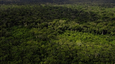 Shpyllëzimi i Amazonës në Brazil bie me 31 për qind 