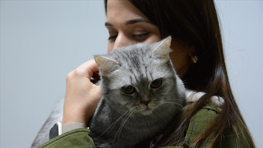 Sürekli hapşıran kedi, insanlarda kullanılan septal buton uygulamasıyla tedavi edildi