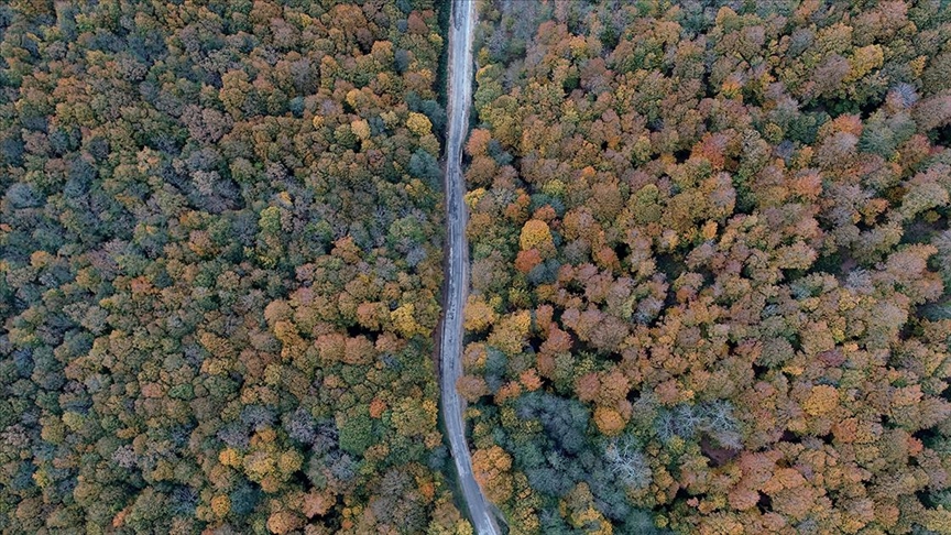 Istranca ormanlarında sonbahar