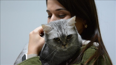 Sürekli hapşıran kedi, insanlarda kullanılan septal buton uygulamasıyla tedavi edildi