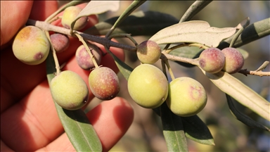 Zeytin üreticisi Kilis'ten zeytinyağında sahtecilik uyarısı