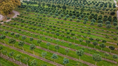 Dış mekan süs bitkilerine kalite standardı geliyor