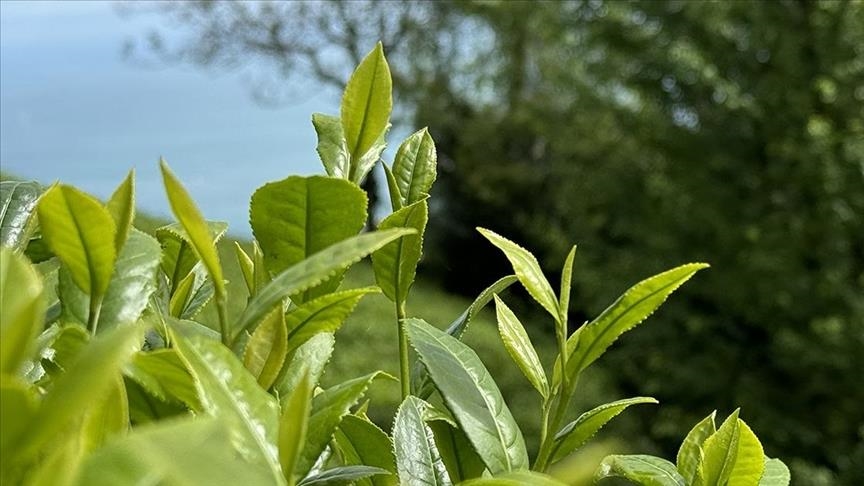 ÇAYKUR'da geri kalan sezonda 150 bin ton kuru çay üretildi