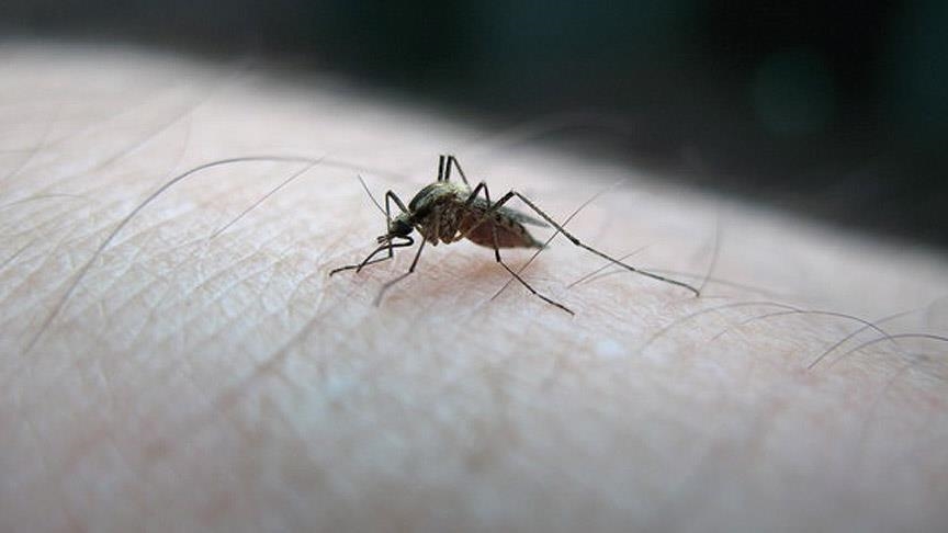 Dengue : la Guadeloupe placée en phase épidémique