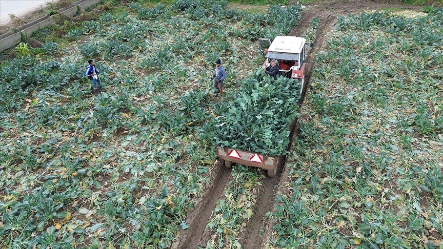 Bafra Ovası'nda 13 bin ton brokoli rekoltesi bekleniyor