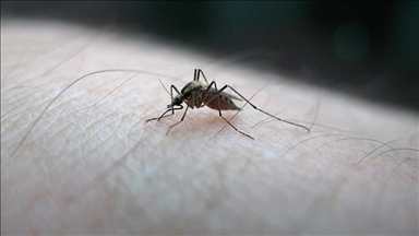 Dengue : la Guadeloupe placée en phase épidémique