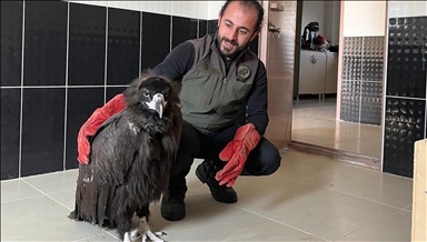 Li Erziromê teyrê sîqalk ê ku bi birîndarî hat dîtin tê dermankirin