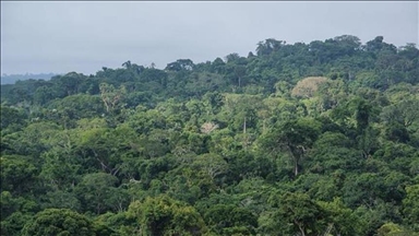 COP 29: Madagascar et les autres pays neutres en carbone créent le club «G-Zéro»